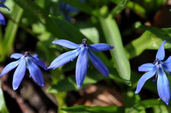 Scilla   019.jpg